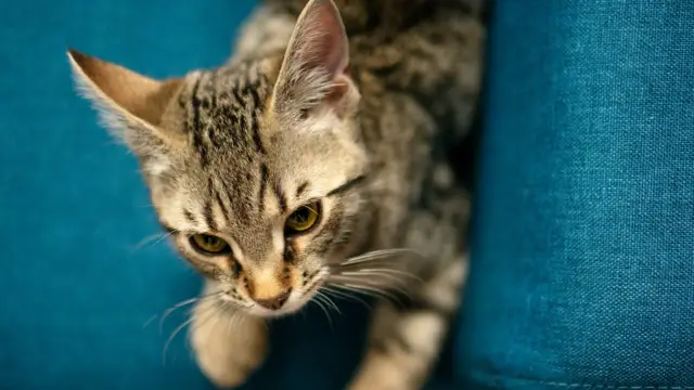 why cats move their ears