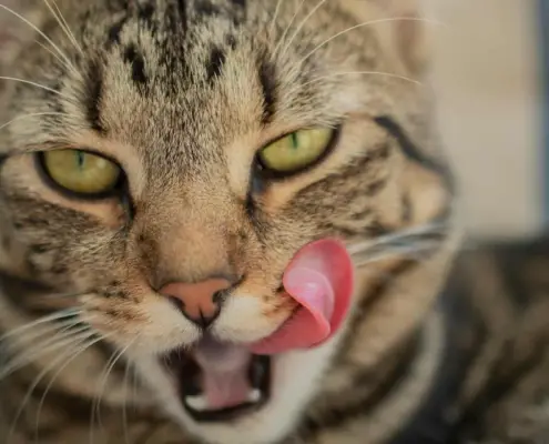 why do cats lick humans