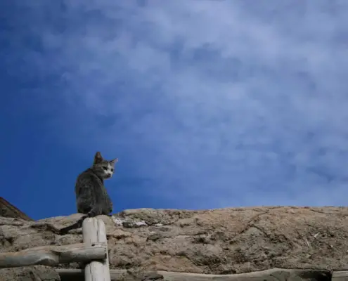 cats and heights