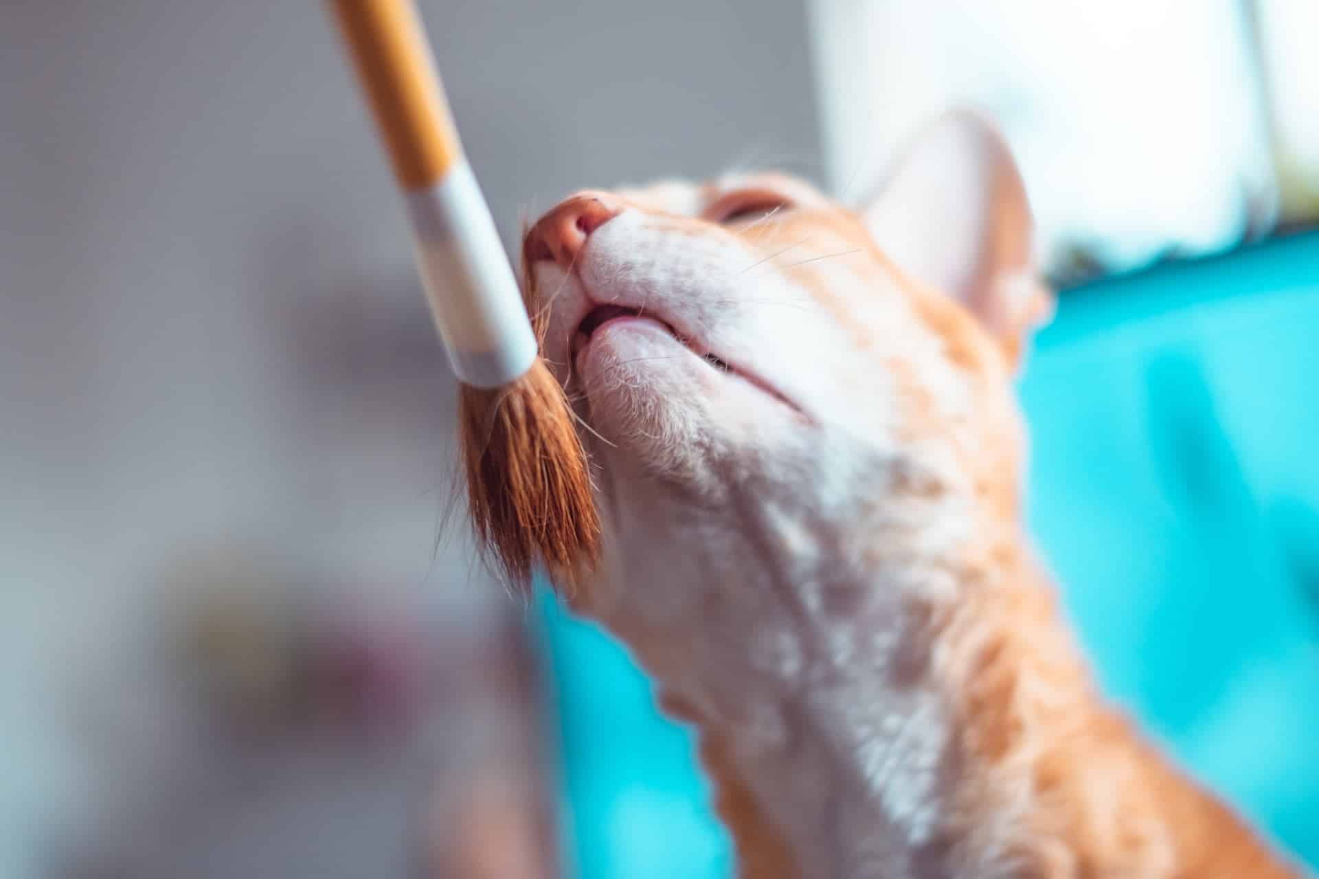 Cat Grooming Behaviour