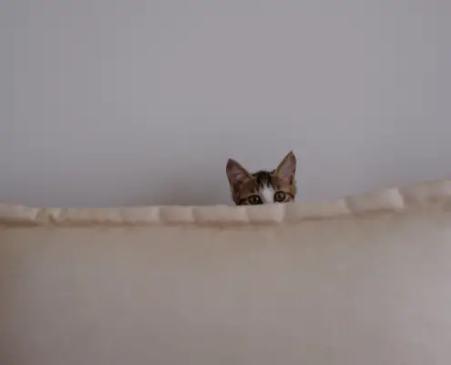 understanding why cats hide