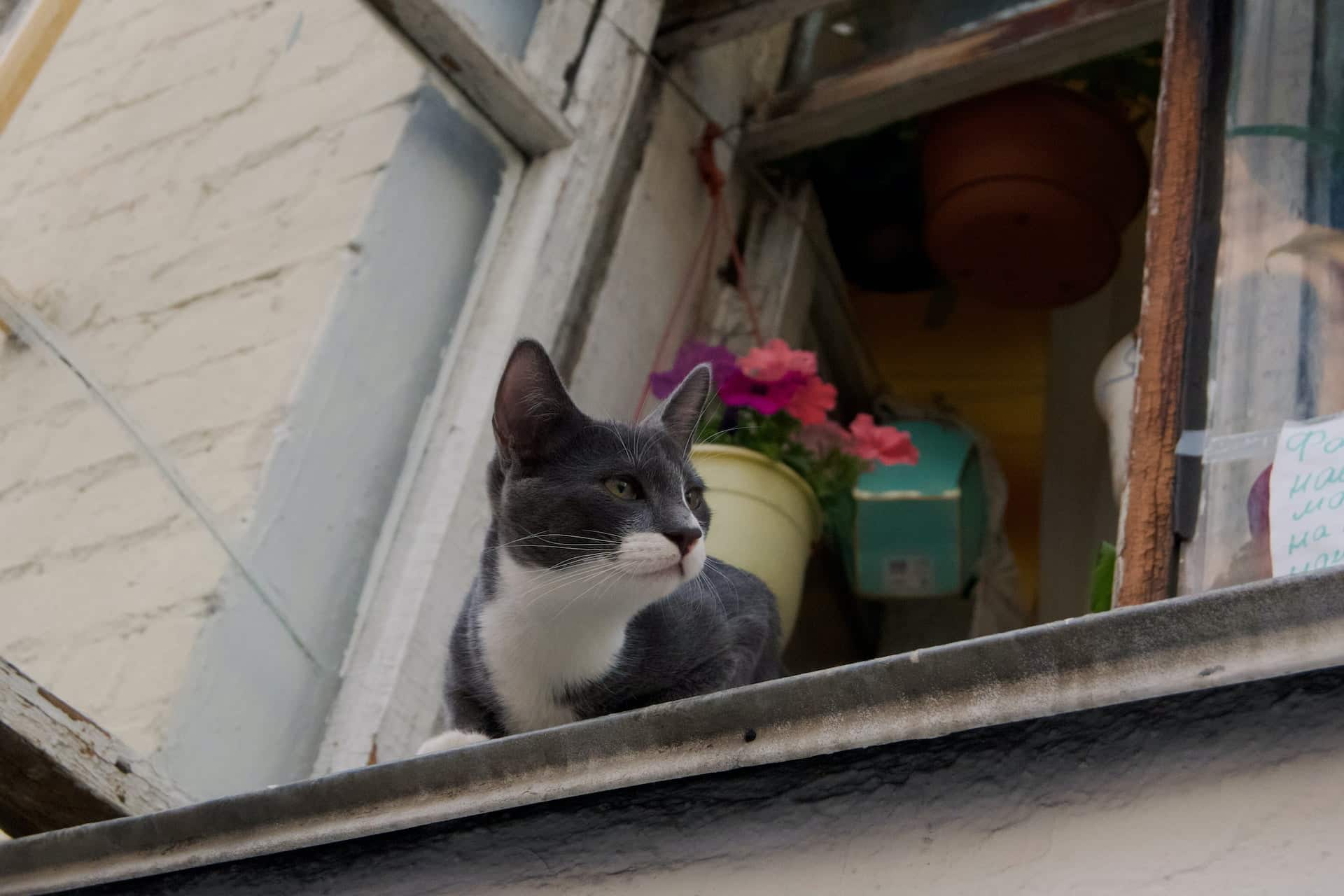 Decoding Why Cats Love Perching In Windows | CatBuzz