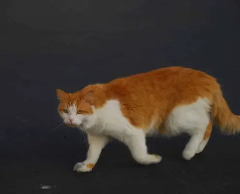 body structure in cat walking