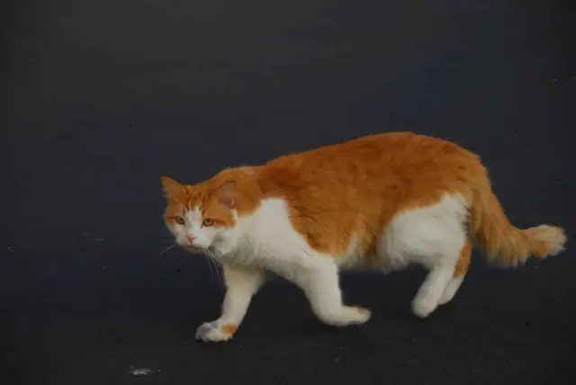 body structure in cat walking