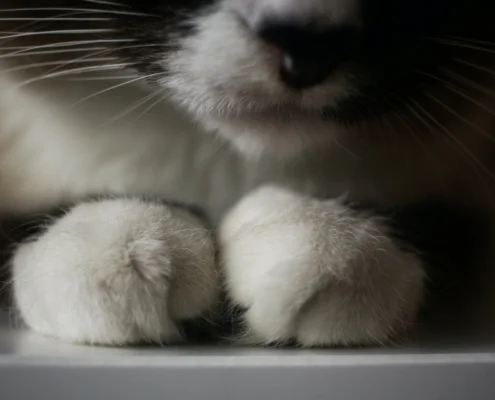 cat nail trimming