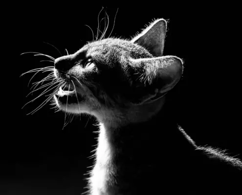 cat vocalizations