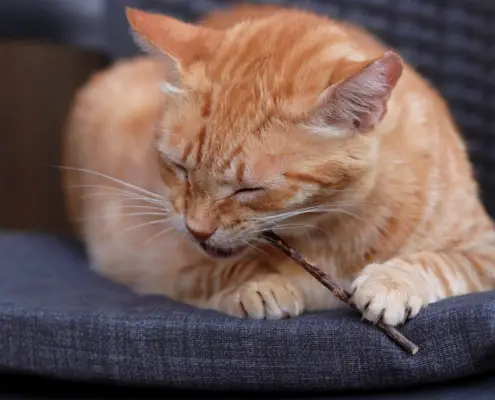 catnip and its effects on felines