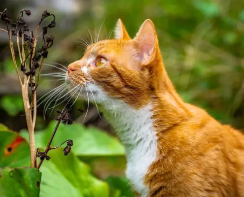 cats' grass-eating habit