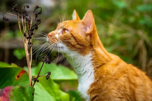 cats' grass-eating habit