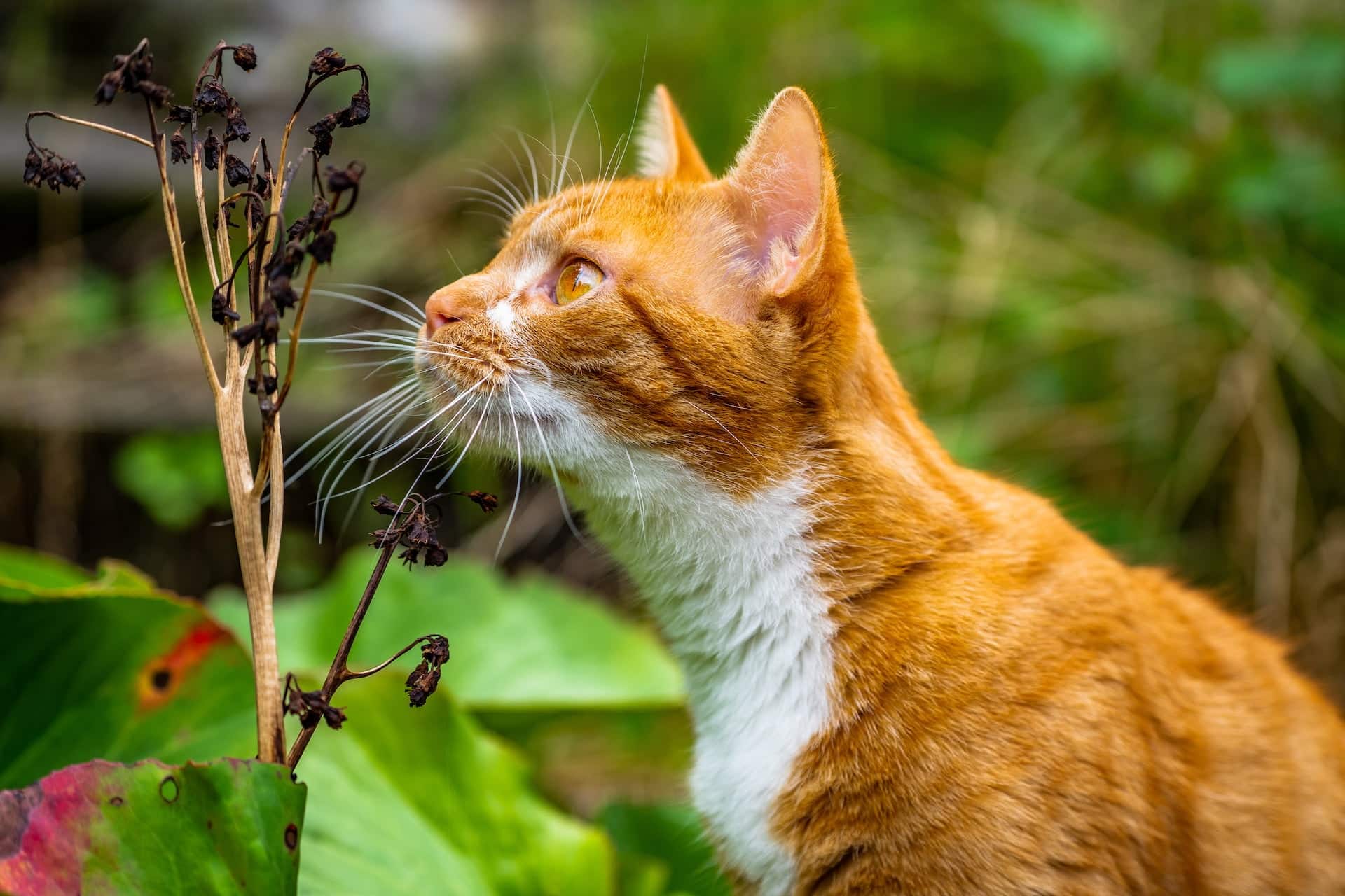 The Reasons Behind Cats' Grass-Eating Habit | CatBuzz
