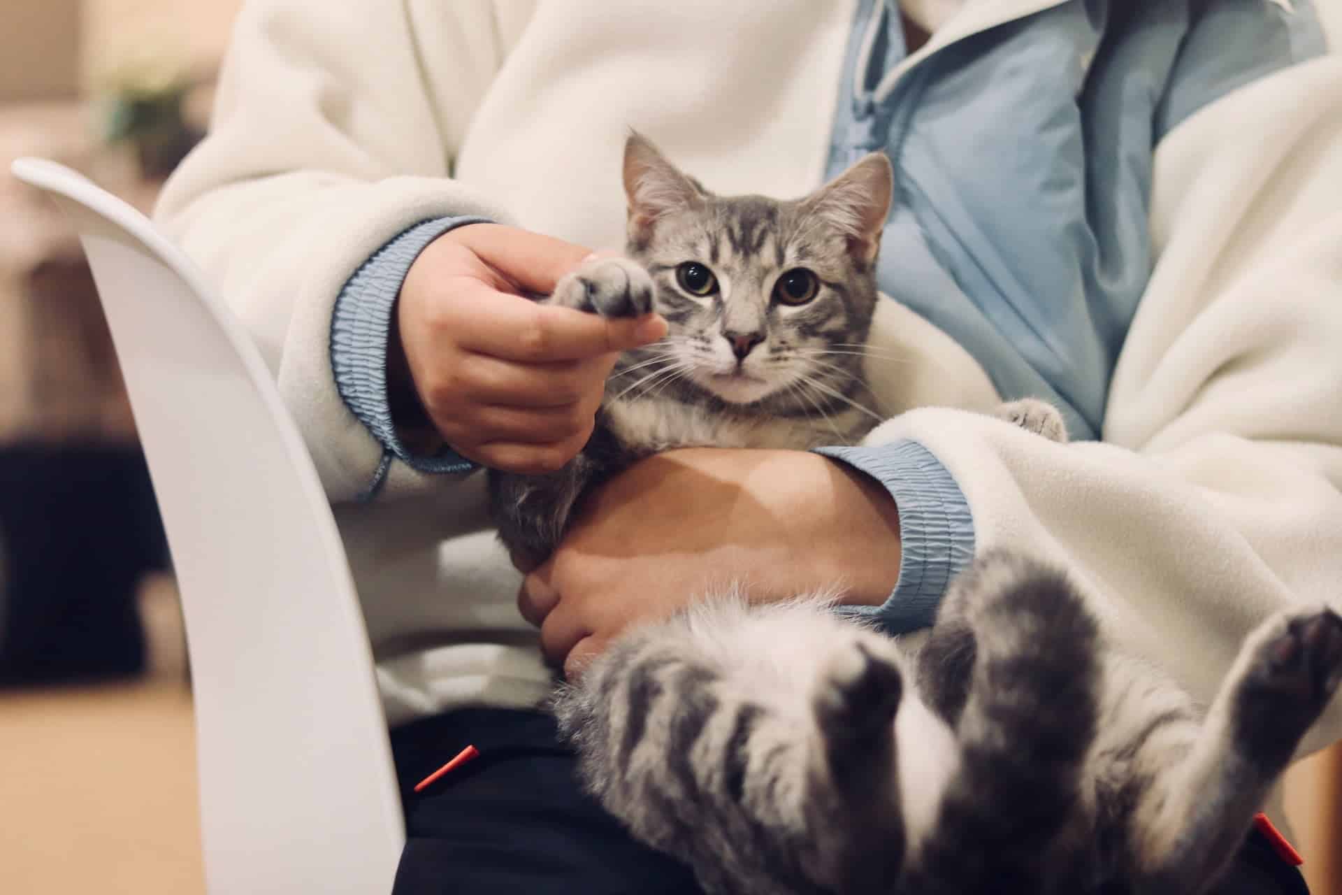 The Endless Entertainment Cats Bring To Our Lives | CatBuzz