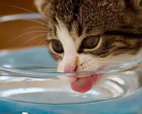 proper hydration for cats