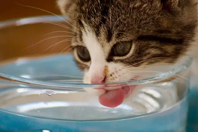 proper hydration for cats