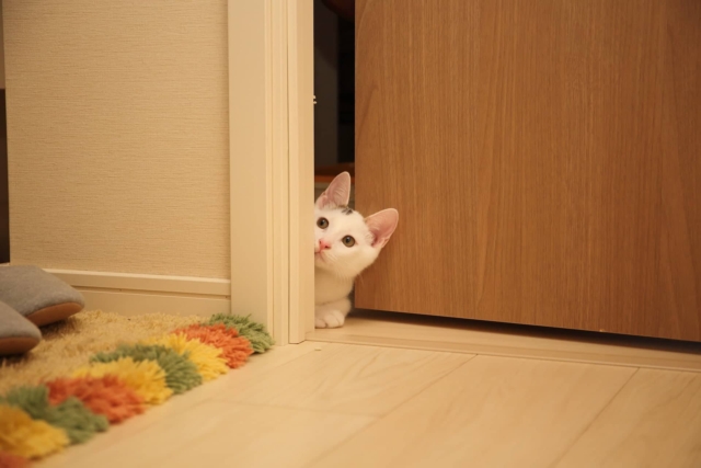 why cats hide when visitors arrive