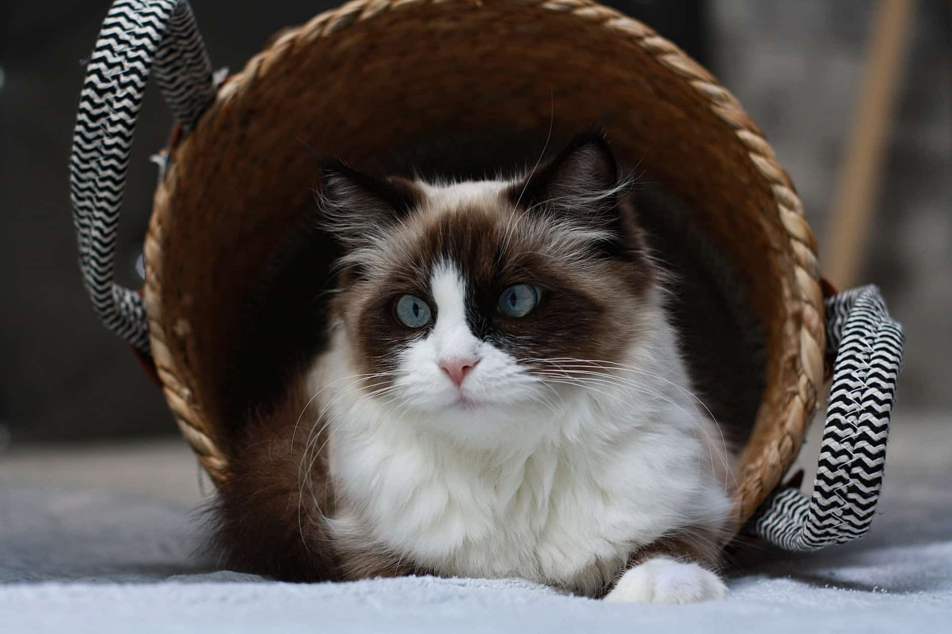 Cat in a Laundry Basket