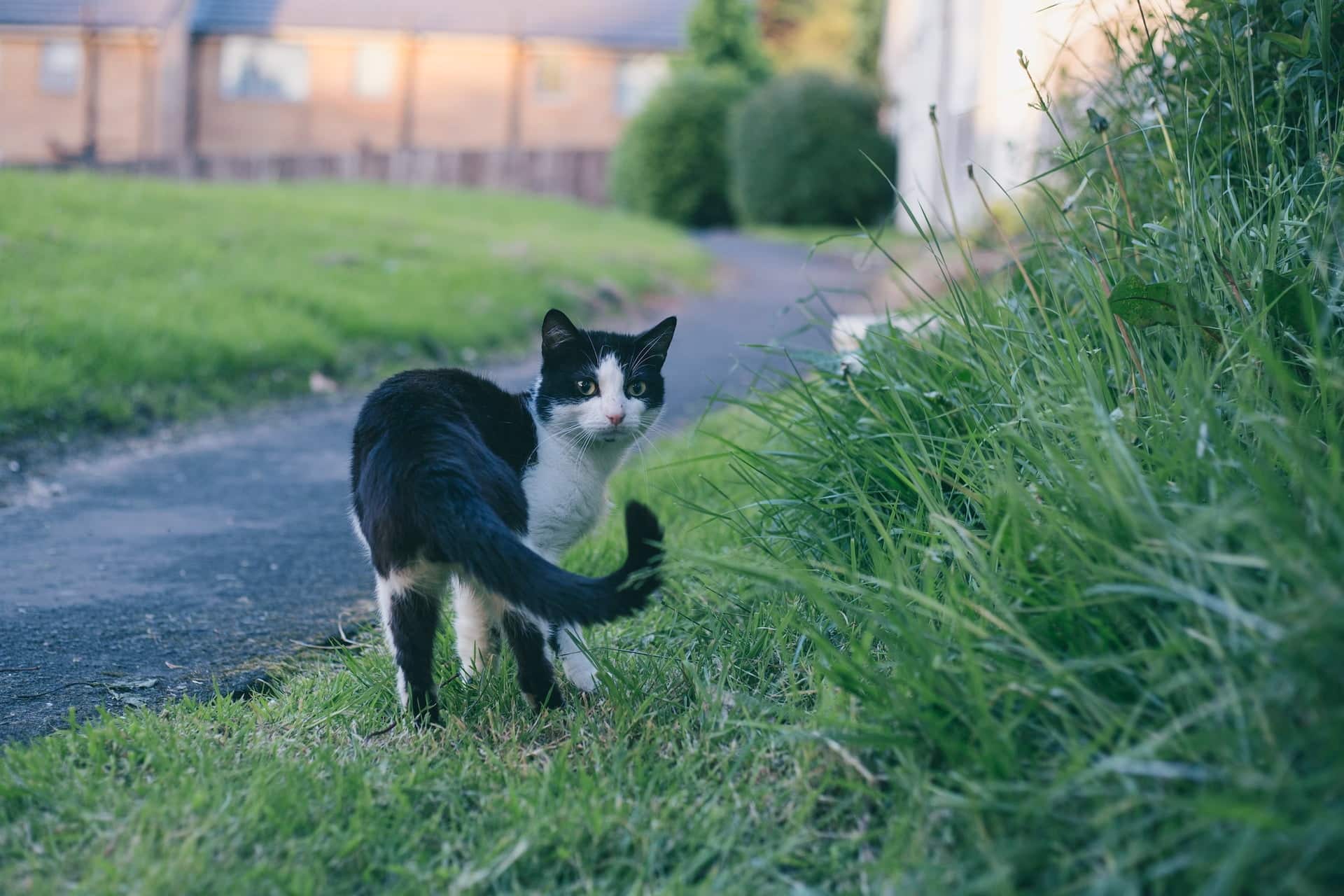 Cat Tail Signal Guide