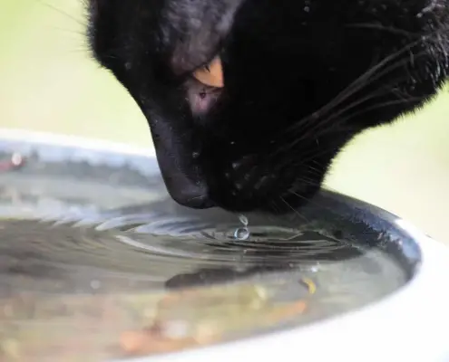 cat's hydration needs