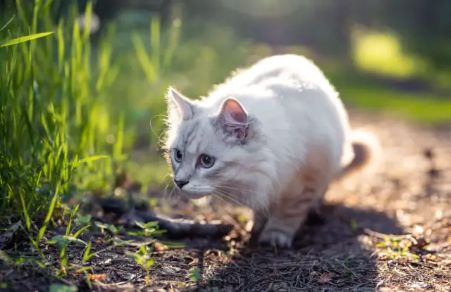 cat's sharpened senses