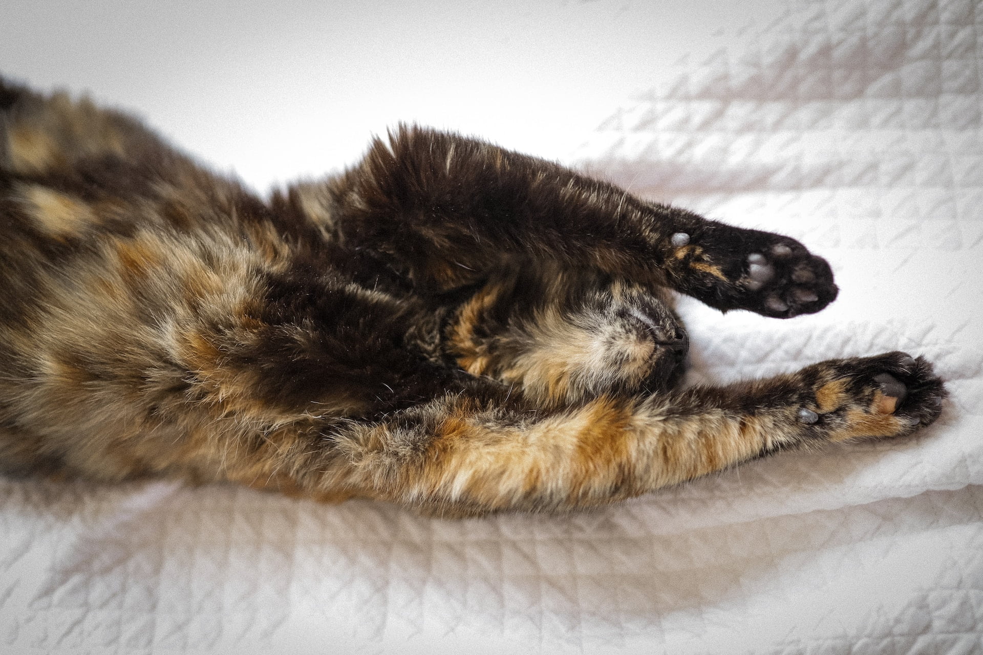 Cat Showing Belly