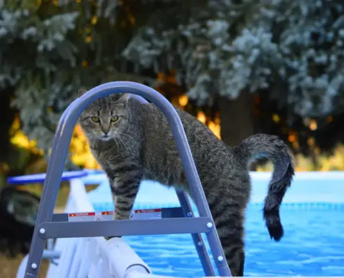 myth of cats and swimming