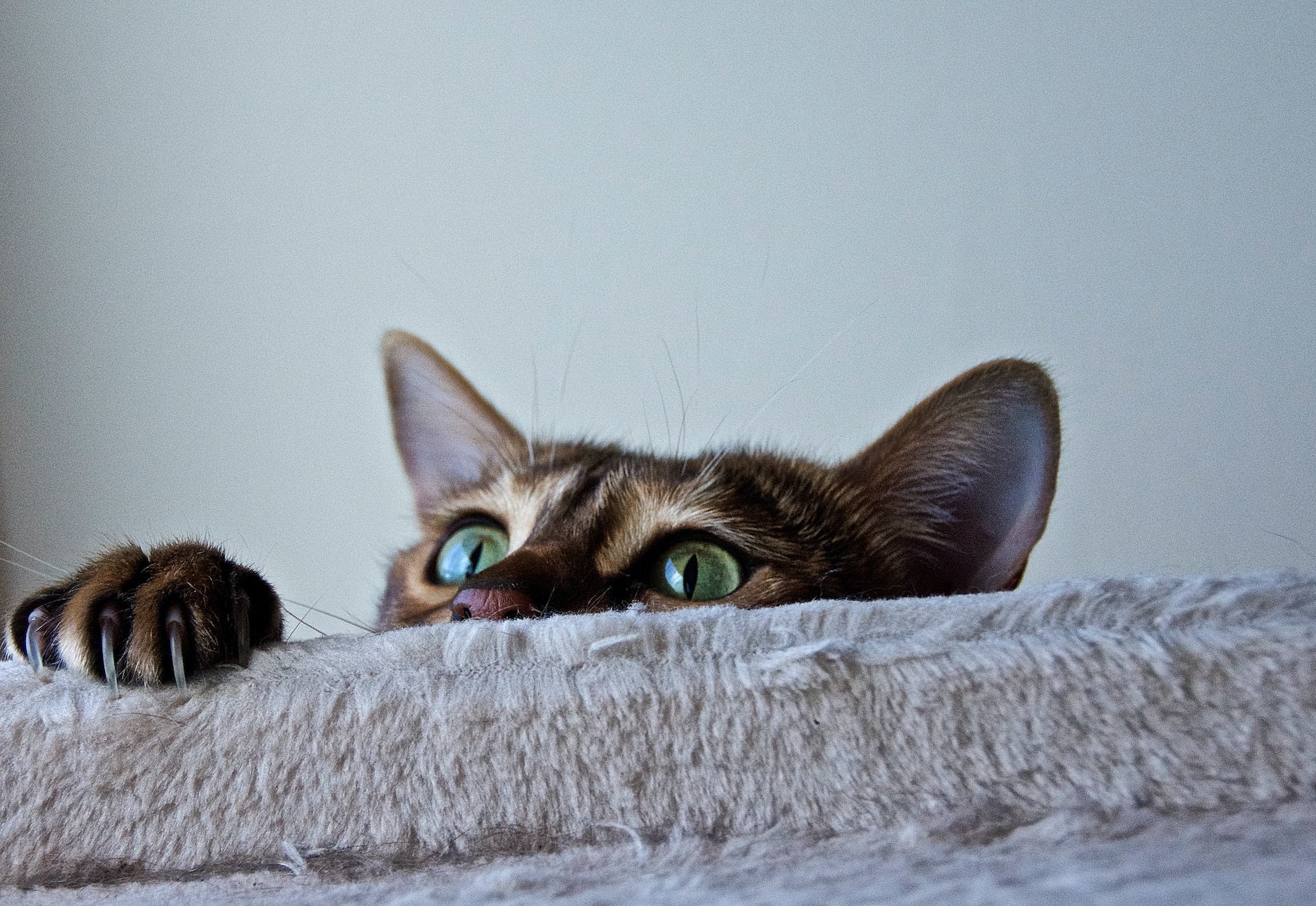 Feline Biological Systems