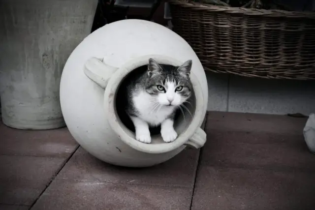 toilet training cats