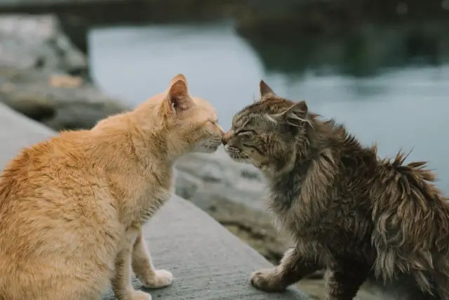 why cats groom each other