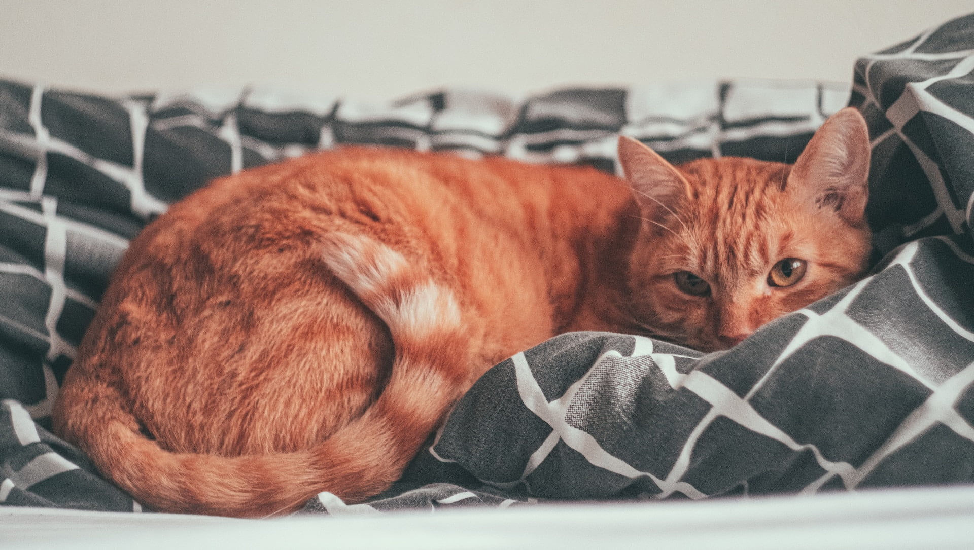 Cat Sleeping on Pillow
